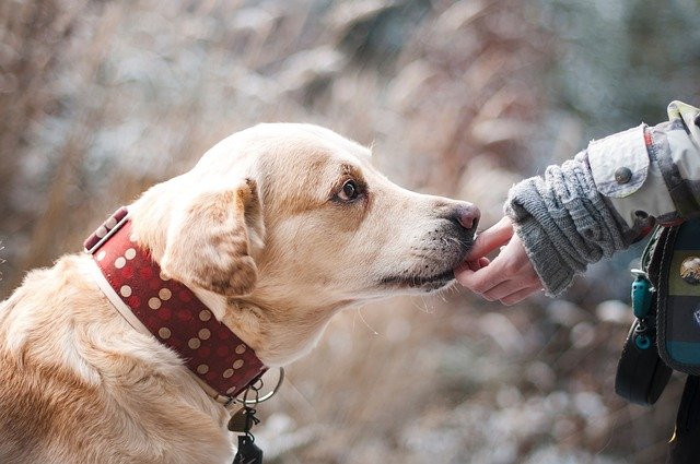 How to choose the best dog training treats?