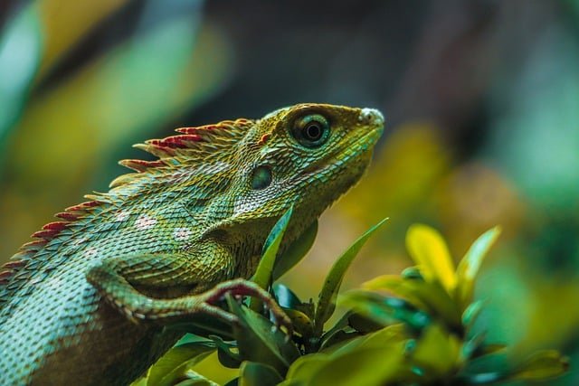 How to Choose the Right Cleaning Products for Your Reptile
